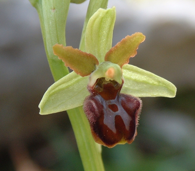 Ophrys sphegodes